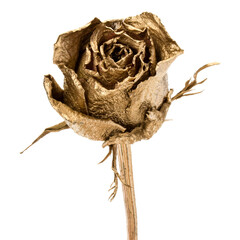 One gold rose isolated on white background cutout. Golden dried flower head, romance concept.