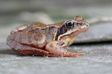 Closeup of a subadult European common brown frog , Rana temporaria in the garden