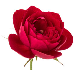 one red rose flower head isolated on white background cutout