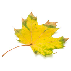 colorful autumn maple leaf isolated on white