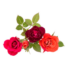 colorful rose flower bouquet with green leaves isolated on white background cutout