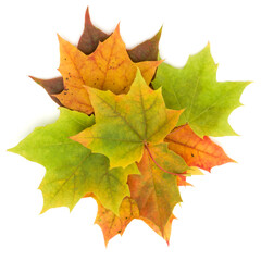 colorful autumn maple leaf isolated on white background