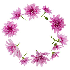 Chrysanthemum  Flowers composition. Round Frame made of pink flowers on white background, without shadows. Festive background. Flat lay, top view, copy space.