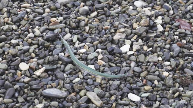 Sargan fish on a pebble beach. Europian Garfish (Belone belone) in Black Sea
