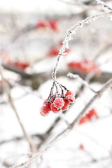 Winter frozen viburnum under the snow. Viburnum in the snow. Red berries. Wonderful winter. Hoarfrost
