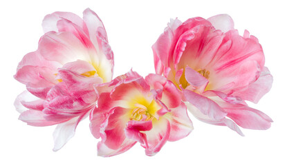 Three spring pink tulip flower heads isolated on white background closeup. Tulip in air, without...