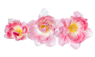 Obraz na płótnie Canvas Three spring pink tulip flower heads isolated on white background closeup. Tulip in air, without shadow. Top view, flat lay.