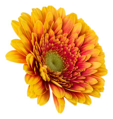   orange gerbera flower head isolated on white background closeup. Gerbera in air, without shadow. Top view, flat lay.