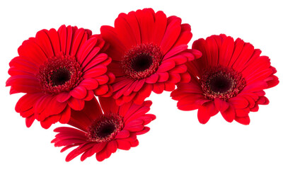 Bouquet of   red gerbera flower heads isolated on white background closeup. Flowers bunch in air,...