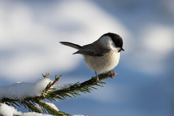 Small European woodland bird Willow tit, Poecile montanus perched on a spruce branch during a winter day in Estonian forest. © adamikarl
