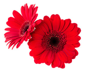 Two   red gerbera flower heads isolated on white background closeup. Gerbera in air, without shadow. Top view, flat lay.
