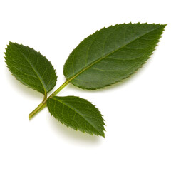 Green rose leaf isolated on white background cutout