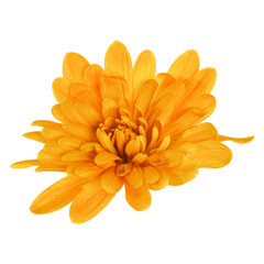 one chrysanthemum flower head isolated on white background closeup. Garden flower, no shadows, top view, flat lay.