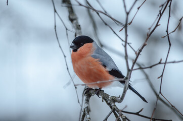 Bullfinch (Pyrrhula pyrrhula) is a small gray songbird from the order of passerines with red breasts (in males) with gray breasts (females). Bullfinch on a tree branch close up