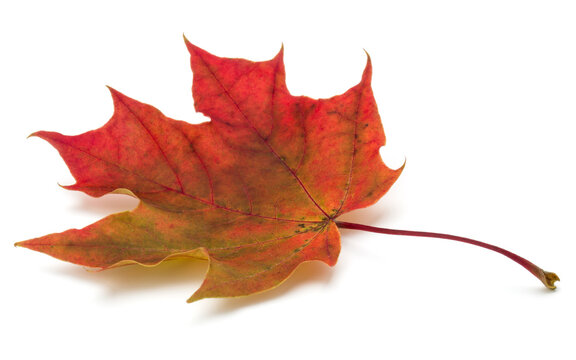 colorful autumn maple leaf isolated on white