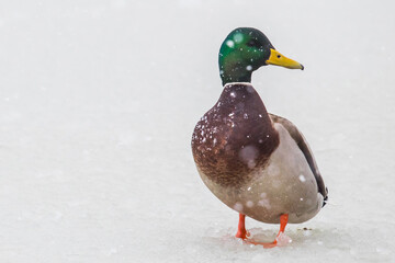 Drake Mallard Duck Stands on a Frozen Pond During a Winter Snowstorm