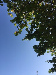 cielo con  hojas arriba y  un camino de bicicletas con arboles alrededor
