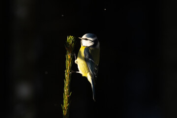 Curious Eurasian blue tit, Cyanistes caeruleus holding on to a Spruce in a darkening Estonian...