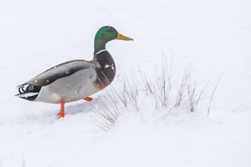 Drake Mallard Duck Hikes Up a Snowy Hill During a Winter Snowstorm