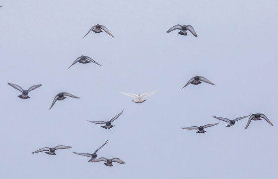 Single White Feral Rock Pigeon Leads a Flock of Plainer Birds on a Grey Winter Day