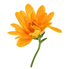 Obraz premium one chrysanthemum flower head on green stem isolated on white background closeup. Garden flower, no shadows, top view, flat lay.