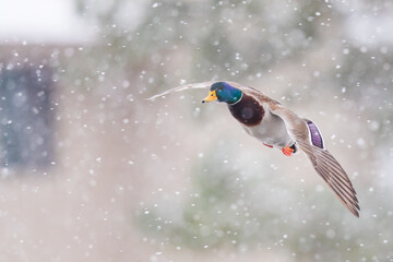 Fototapeta na wymiar Drake Mallard Duck Comes in for a Landing in a Winter Snowstorm
