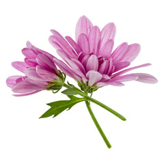 two chrysanthemum flower heads with green stem isolated on white background closeup. Garden flower, no shadows, top view, flat lay.
