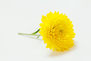 Close-up head of yellow chrysanthemum on the white background.