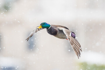 Drake Mallard Duck Comes in for a Landing in a Winter Snowstorm