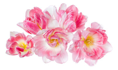 Fototapeta na wymiar Bouquet of spring pink tulip flower heads isolated on white background closeup. Flowers bunch in air, without shadow. Top view, flat lay.