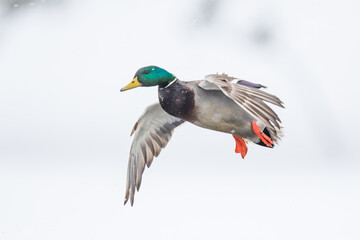 Obraz premium Drake Mallard Duck Comes in for a Landing in a Winter Snowstorm