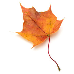 colorful autumn maple leaf isolated on white
