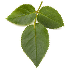 Green rose leaf isolated on white background cutout