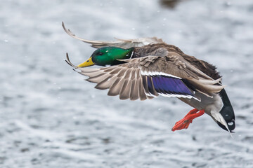 Drake Mallard Duck Comes in for a Landing in a Winter Snowstorm