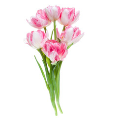 Fototapeta na wymiar Bouquet of spring pink tulips flowers isolated on white background closeup. Flowers bunch in air, without shadow. Top view, flat lay.