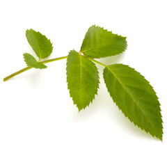 Green rose leaf isolated on white background cutout