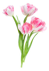 Bouquet of spring pink tulips flowers isolated on white background closeup. Flowers bunch in air, without shadow. Top view, flat lay.