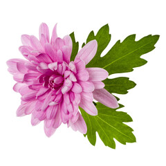 one chrysanthemum flower head with green leaves isolated on white background closeup. Garden flower, no shadows, top view, flat lay.
