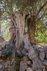Biniaraix, Tramuntana Valley Mallorca. Mountains and ancient Stone Walls