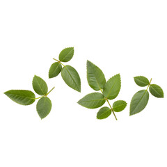 Fototapeta na wymiar Green rose leaf isolated on white background cutout