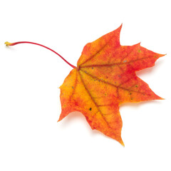 Obraz premium colorful autumn maple leaf isolated on white