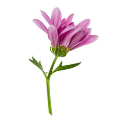 one chrysanthemum flower head on green stem isolated on white background closeup. Garden flower, no shadows, top view, flat lay.