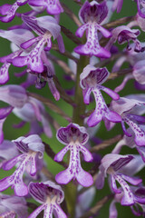 A close-up shot of a Military orchid, Orchis militaris flowering on a meadow in Estonia in early summer. 