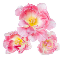 Three spring pink tulip flower heads isolated on white background closeup. Tulip in air, without shadow. Top view, flat lay.