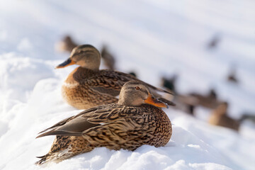 Mallard ducks (Anas platyrhynchos)  on the shore of a frozen and snow-covered lake. Mallard female in foreground.