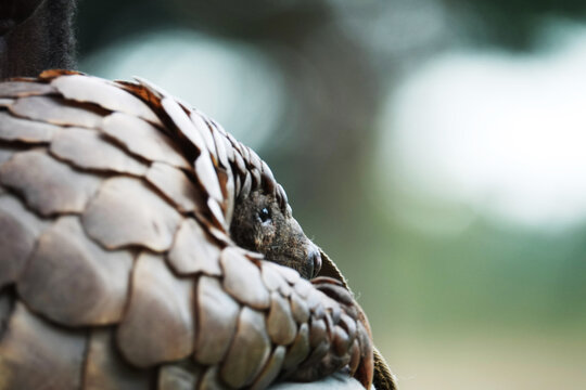 Pangolin Encounter