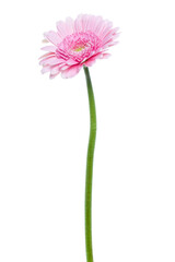 Vertical pink gerbera flower with long stem isolated on white background