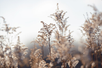Dry branches of grass and flowers on a winter snowy field. Seasonal cold nature background. Winter landscape details. Wild plants frozen and covered with snow and ice in meadow.