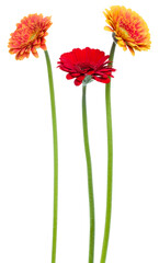 three Vertical   gerbera flowers with long stem isolated on white background