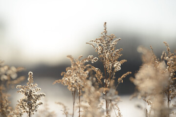 Dry branches of grass and flowers on a winter snowy field. Seasonal cold nature background. Winter landscape details. Wild plants frozen and covered with snow and ice in meadow.